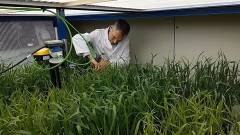 El investigador del IRNASA-CSIC Juan Arellano trabajando en un ensayo de trigo en el fitotr&oacute;n (Foto IRNASA-CSIC)