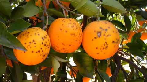 P.citricarpa Mancha Negra de los C&iacute;tricos (Foto IVIA Generalitat Valenciana)