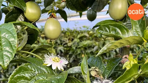 Cultivo de fruta de la pasi&oacute;n (Foto Ocati)