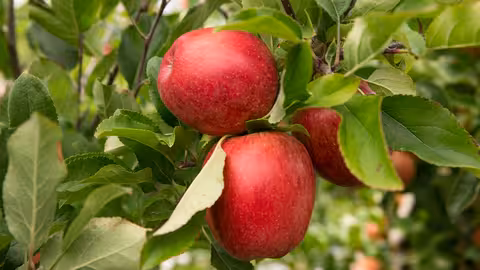 Manzanas Envy (Foto Blue Whale)