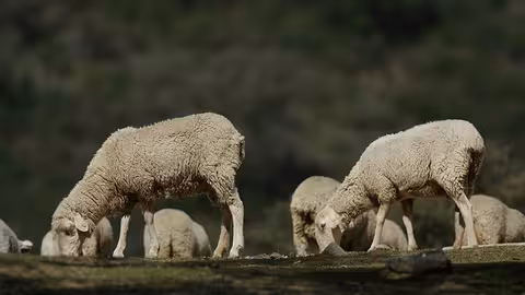 Reba&ntilde;o de ovejas pastando en el campo (Foto Junta de Andaluc&iacute;a)