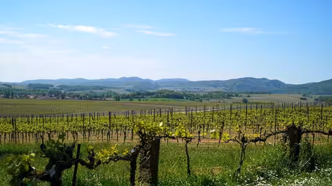 Panor&aacute;mica de un vi&ntilde;edo (Foto Uni&oacute;n de Uniones)