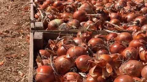 Cebollas a pie de campo (Foto Asaja Ciudad Real)