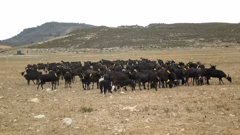 Reba&ntilde;o cabras murcianogranadina (Foto Magrama)