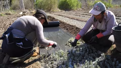 Mujeres trabajando en un vivero de pimientos (Foto Magrama)