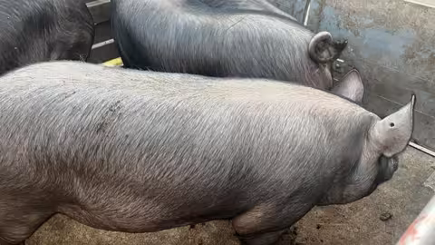 Ejemplares de la raza aut&oacute;ctona Chato Murciano (Foto CARM)