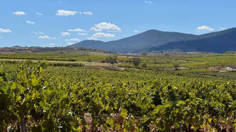 Vi&ntilde;edos en la comarca de Cari&ntilde;ena Zaragoza (Foto UPA)