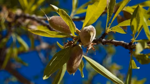 Cultivo de almendra en la Comunidad Valenciana (Foto MAPA)