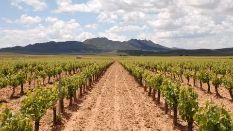 Vi&ntilde;edo de la DOP Jumilla (Foto Consejo Regulador de la DOP Jumilla)