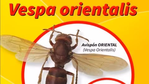 Cartel Avisp&oacute;n oriental (Cartel COAG Andaluc&iacute;a)