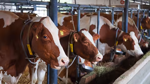 Vacas en una explotaci&oacute;n de vacuno (Foto MAPA)