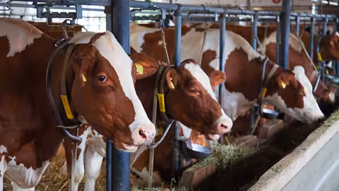 Vacas en una explotaci&oacute;n de vacuno (Foto MAPA)
