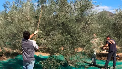 Trabajadores recolectando aceituna (Foto Uni&oacute;n de Uniones)