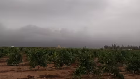 Lluvias en vi&ntilde;edos de Utiel (Foto La Uni&oacute;) Archivo