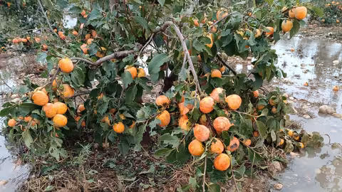Da&ntilde;os en caqui tras la DANA en el Marquesat (Foto AVA-Asaja)
