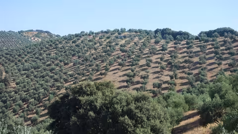 Paisaje de un olivar (Foto Junta de Andaluc&iacute;a)