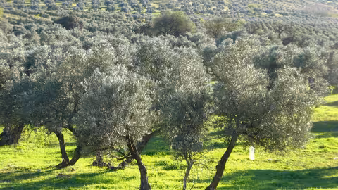 Olivar Ecol&oacute;gico (Foto Junta de Andaluc&iacute;a)