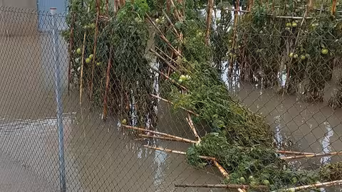 Da&ntilde;os en un cultivo de tomates por la DANA (Foto AVA Asaja)