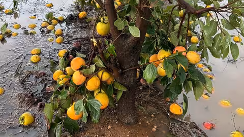 Da&ntilde;os en frutales por la DANA en la Comunidad Valenciana (Foto La Uni&oacute;)