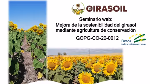 Webinar sobre mejora de la sostenibilidad del girasol mediante agricultura de conservaci&oacute;n (Foto Proyecto Girasoil)