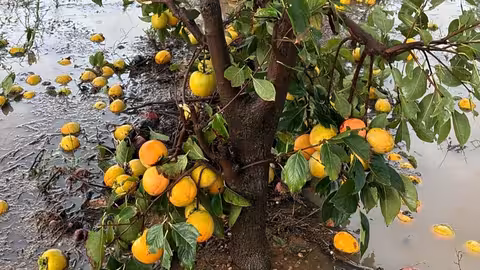 Da&ntilde;os en cultivos de caqui por la DANA (Foto AVA Asaja)