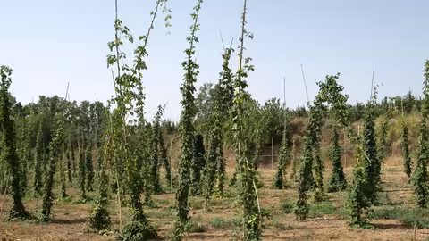 Cultivo de l&uacute;pulo (Foto CARM)