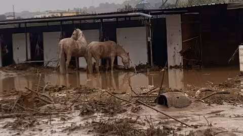 Caballos afectados por la DANA (Foto AVA_Asaja)