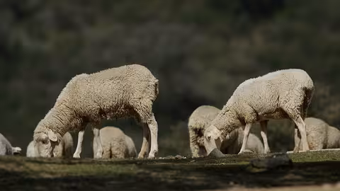 Un reba&ntilde;o de ovejas pastando en el campo (Foto Junta de Andaluc&iacute;a)