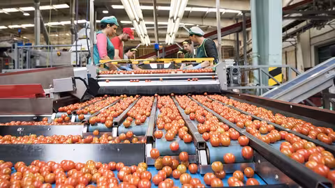 Clasificando tomates cooperativa agraria industria (Foto Junta de Andaluc&iacute;a)