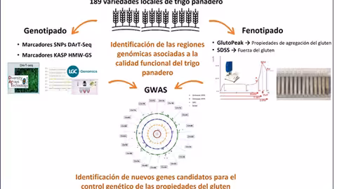 Estudio gen&eacute;tico realizado en variedades locales de trigo blando para la identificaci&oacute;n de regiones gen&oacute;micas asociadas a la calidad del trigo panadero. Fuente: Genome wide association mapping of end-use gluten properties in bread wheat landraces (Triticum aestivum L.)