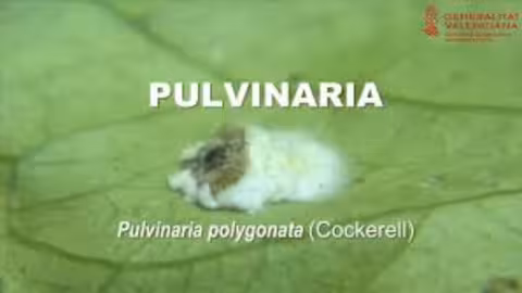 Pulvinaria Polygonata (Foto Generalitat Valenciana)