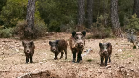 Ejemplares de jabal&iacute; en Sierra Espu&ntilde;a (Foto CARM)