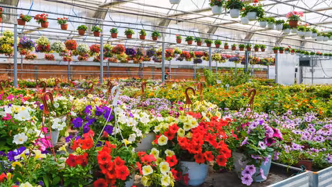 Vivero de flores en Espa&ntilde;a (Foto Fepex)