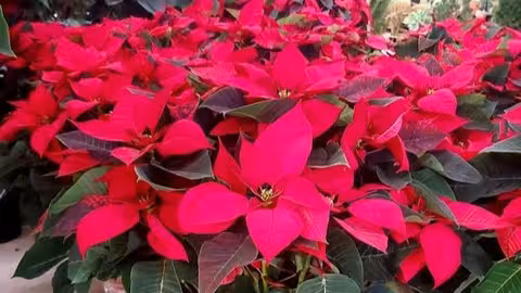 Flores de Pascua (Foto Solisplant)