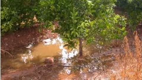Podredumbre de cuello en una parcela encharcada (Foto IVIA)