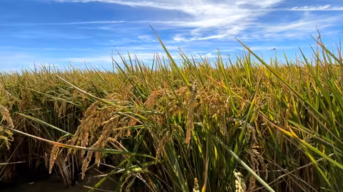 Arrozal en Do&ntilde;ana (Foto Miteco)
