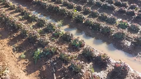 Cultivo inundado en Castell&oacute;n tras la segunda DANA (Foto La Uni&oacute;)