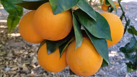 C&iacute;tricos naranjas en el &aacute;rbol (Foto AVA Asaja)