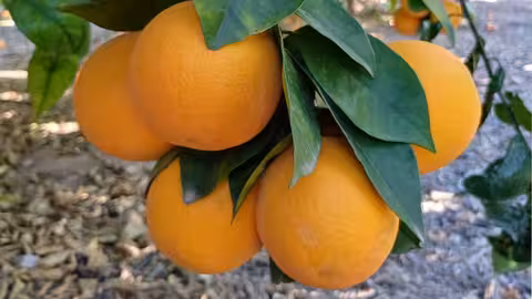 Naranjas en &aacute;rbol variedad Valencia Late (Foto Asaja)