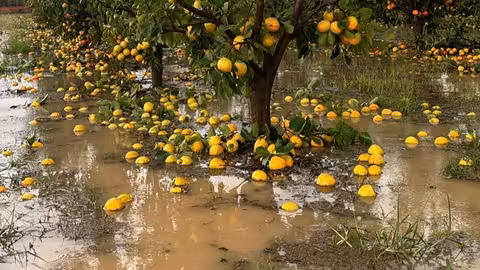 Da&ntilde;os por la DANA en arbolado (Foto La Uni&oacute;)