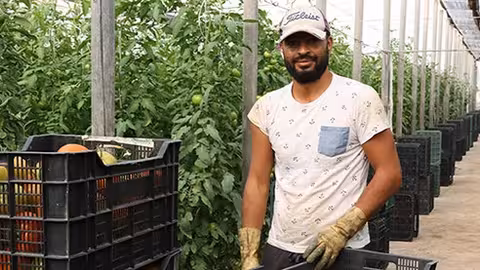 Trabajador en un invernadero de tomates (Foto UPA)