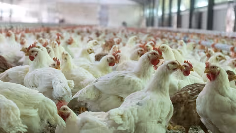 Granja de pollos (Foto Avianza)