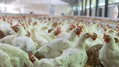 Granja de pollos (Foto Avianza)