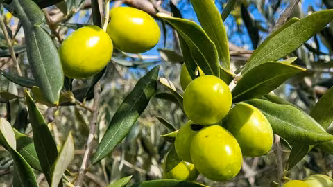 Aceituna para aceite de oliva (Foto Uni&oacute;n de Uniones)
