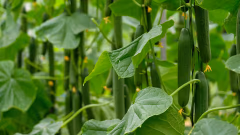 Pepino largo en producci&oacute;n (Foto Hortyfruta)