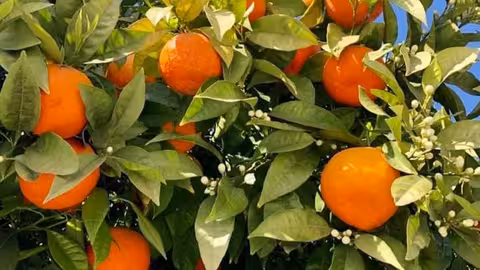 Naranjas en un &aacute;rbol (Foto COAG Andaluc&iacute;a)