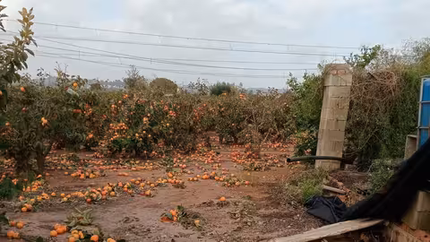 Da&ntilde;os por la DANA en un huerto de mandarinas (Foto La Uni&oacute;)