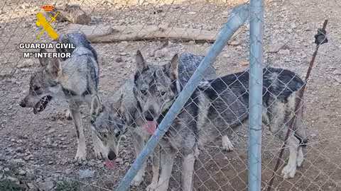 Operaci&oacute;n Lupus lobos ib&eacute;ricos como mascotas en Lorca (Foto Guardia Civil)