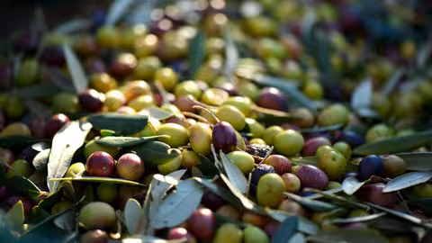 Aceitunas (Foto MAPA)