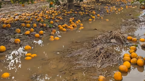 Da&ntilde;os de la DANA en una finca de naranjas (Foto AVA_Asaja)